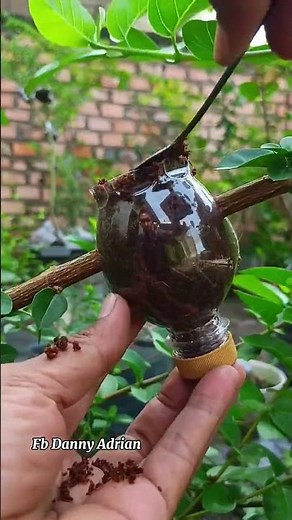 Fast & Easy Air Layering Technique for Beginners 🌱100% Successful Plant Propagation Without Cutting