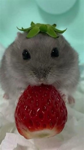 Aš tam svoje jméno?? křečci 1 pr