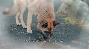 Don’t wait to protect your dog from Lungworm. Prevention must be monthly. | Seresto UK