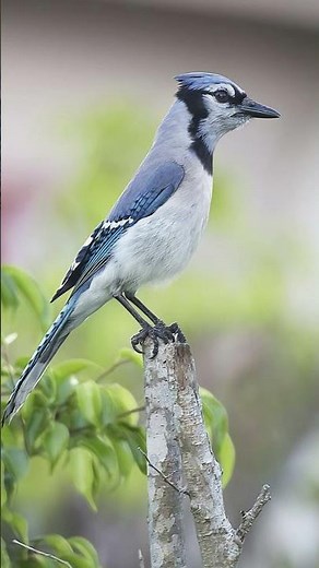 Blue Jay Sounds Video: Nature Sounds Bird Call Bird Song Bird Vocal