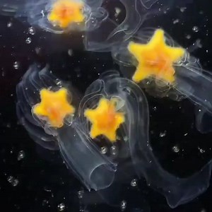 🔥 Starfish Larvae