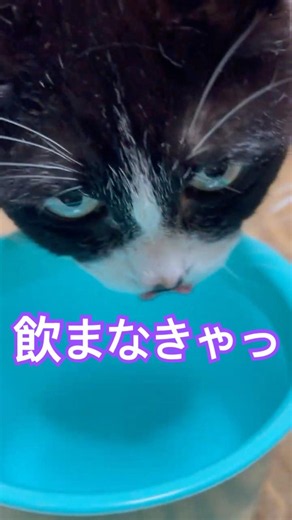 『シニア猫日記』 Senior cat diary #ねこのいる暮らし #ねこのいる生活 #catshorts