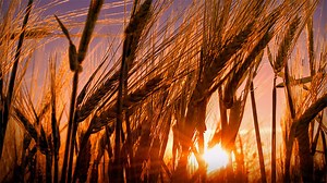 Human Worlds | The Green Planet