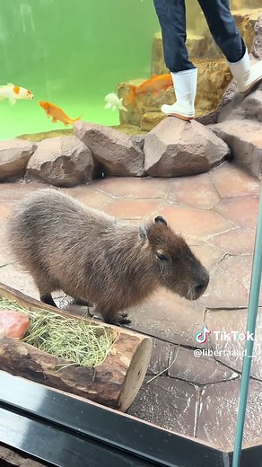Visitando el Acuario en Corea: Un Encuentro Sorprendente
