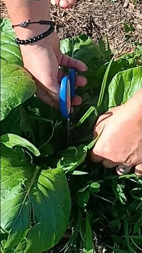the mustard greens harvest trick no one teaches.