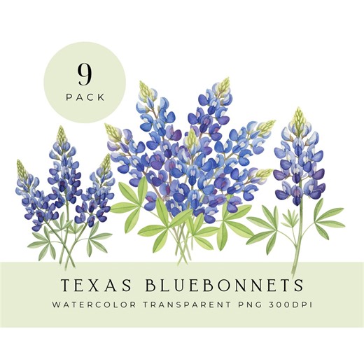 Texas Bluebonnets Png Clipart, Watercolor Floral Graphics, Wildflower Botanical Illustration Pack - Etsy