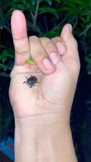 Where did all the insects go? #nature #wildlife