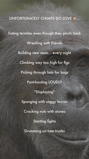 We share over 98% of our DNA with chimpanzees... but what about these toxic traits? 📸: Bill Wallauer / JGI #JaneGoodall #Chimpanzee #Gombe #JGI #Conservation #UnfortunatelyIDoLove #Trending . . . Alt Text: A close of video of an adult female chimpanzee looking side to side. | the Jane Goodall Institute