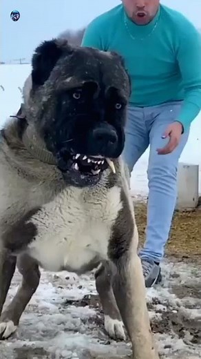 كلب الكانجال التركي😱ولحظة... !؟Turkish Kangal Dog
