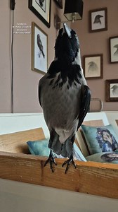 Happy birthday Julie4463. | Nicholas Crawford