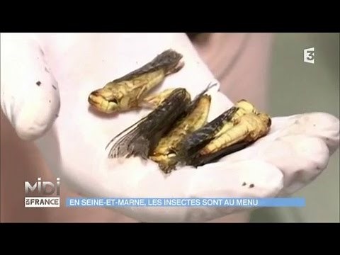 Jimini’s : les insectes comestibles