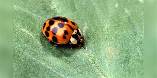 Japanese lady beetles invade homes as temperatures drop
