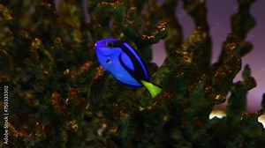 Blue Tang Fish Swimming Among Corals