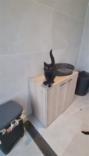 Nos chats de plus d'un an à l'adoption ( de 1 an) ! 😻😻😻😻😻 D'avance merci pour vos partages ! 😻😻😻😻 PIPA ❤ Coup de Cœur Accueillie chez nous le 10 septembre 2023 Femelle, née en août 2015. Entente avec les chats : oui. Entente avec les petits chiens : inconnue. Entente avec les grands chiens : inconnue. Entente avec les enfants : oui. Propre : oui. Au Refuge à Seneffe. Cliquez ici et voyez Pipa en vidéo ! 😻 Pipa est une petite miraculée. Sauvée de la rue, elle a été opérée d’un polype à 