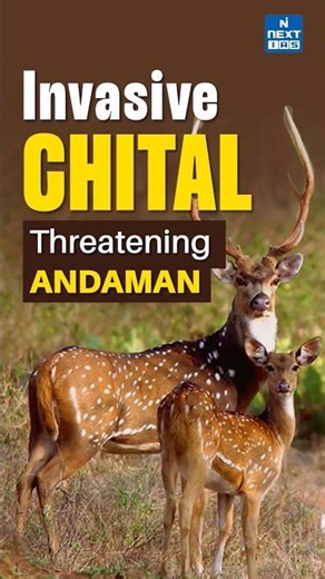 Invasive Alien Species in Andaman & Nicobar Islands | Chitals