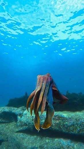 This Australian giant cuttlefish keeps watch over the bay, waiting for a mating female to enter his sight. They will pass away soon after the winter mating season so have to spend it constantly looking for mating partners! This was filmed with my @gopro 12 in Cabbage Tree Bay, Sydney #ocean #wildlife #australia #cuttlefish #giantcuttlefish #cabbagetreebay #freediving #snorkelling #cephalapod #marinebiology #scubadiving #sea #gopro #sepiaapama | 𝐇𝐀𝐖𝐀𝐈𝐈𝐀𝐍