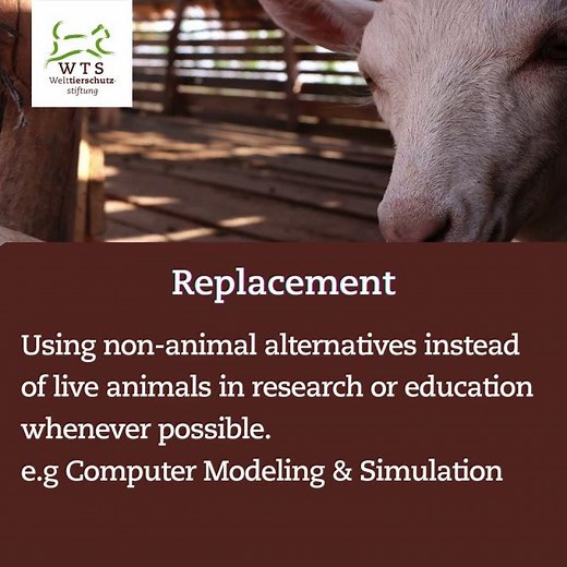 What Are the 3Rs of Animal Welfare?