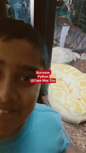 Burmese Python 🐍 @ Cape May Zoo (New Jersey) #zoo #python #familyvlog