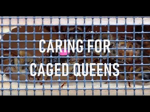 Caring for Caged Queens