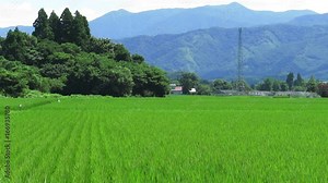 東北 秋田の農村風景 夏の水田 奥羽山脈 稲