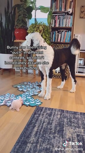 Check your doggy’s paws if you live in an area with foxtail #ouchie #talkingdog #cutedog #communication #doggyanthem