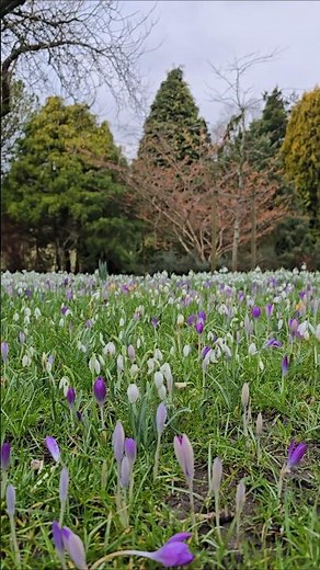 Snowdrops and crocuses popping up everywhere 🌸☀️ #nature #spring #uk #travel #foryou