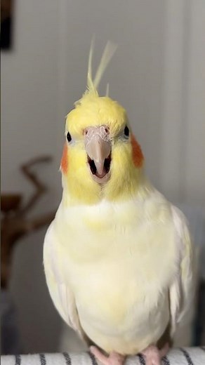 Cockatiel Parrot Talking - Peekaboo #parrots #talkingparrot #cockatiel