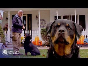 How One Therapy Dog Helps People Heal After Trauma | AKC Stories