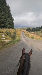 500K views · 10K reactions | Couldn't resist posting a clip from today's ride before making a full edit! So so thrilled to be back out riding with Pie the lurcher, and now we are joined by his son Reginald too 殺 #dogwalk #exercise #standardbred #lurcher #endurancehorse #horse #horseriding | Kayleigh Tonkins | Facebook