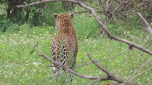 9.1K views · 897 reactions | Male leopard hunting #video #nature #life #viral #Amazing #wildlife #travel #reelsfb #reels #africa | African Bush Kingdom | Facebook