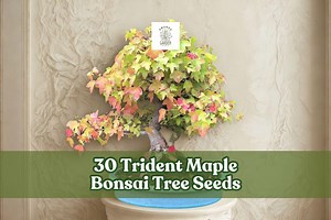 30 Trident Maple Bonsai Tree Seeds to Grow | Acer Buergerianum | Classic Bonsai for Containers - Etsy