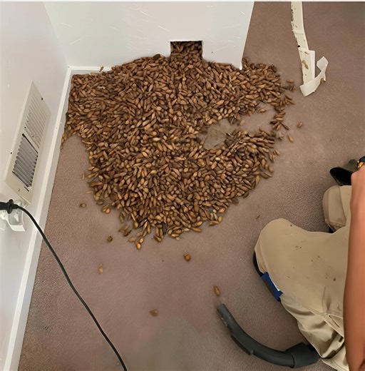 156K views · 245 reactions | Strange sounds coming from the walls of the house… what they found inside shocked everyone ️  See the full story in the comments  | Nice Nature | Facebook