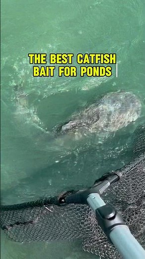 The BEST Catfish Bait For PONDS!! 🎣🐟 #shorts #fishing #catfish #springonshorts