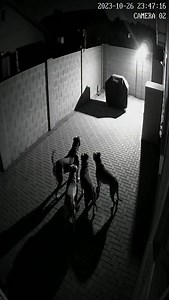 He jumped the wall like it was nothing… Then realized pit bulls were already waiting. 😳🐶 Yeah… he messed up. 📌 AI-generated • For entertainment only #animalmiracles #pitbulls #bigmistake #oops #unexpectedmoment | Animal Miracles