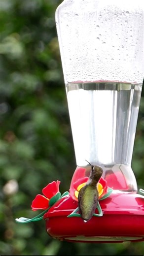 9 Ruby-throated Hummingbird Facts: Fact #4