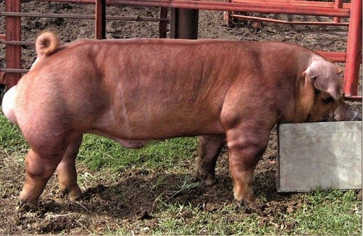 Duroc Pig: Breed History, Characteristics & Facts