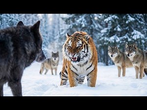 When a Tiger Faces a Pack of Wolves