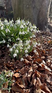Look what is blooming! Are you a fan of shade gardens and snow drops?? Jenny Rose Carey sure is, and we’re so excited she’s sharing her gardening passion with us all! WEBINAR: Shade Gardening Winning Plant Combinations & Design Ideas with Jenny Rose Carey Thursday, February 22 @ 6PM EST* Join us for our February webinar featuring Jenny Rose Carey! During this webinar, Jenny will share tips from beautiful shade gardens in the U.S. and Britain—including her own garden, Northview. Register here: ht