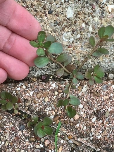 Purslane (Portulaca oleracea) season has started! This delicious succulent, filled with critical omega-3 fatty acids, is starting to pop up in the cracks of our urban/suburban world....proof nature loves us! It has thick, reddish stems and oppostie-alternating, smooth leaves. If cut it'll bleed a clear sap, not white! All above-ground parts of it are tasty raw, cooked (mixed with scrambled eggs is particularily good!), made into salsa, and even pickled. #foraging #texas | Merriwether's Foraging 