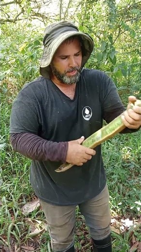 Guaba costa (guama)