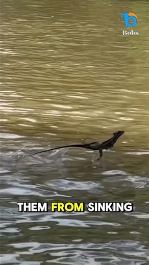 Lizards That Can Run on Water