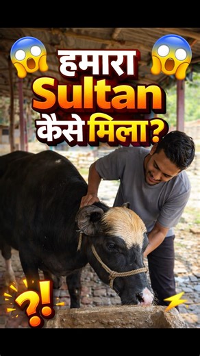 How did we meet our Sultan 😱🐃😱#trending #viralvideo #top #cow #minivlog #vlog #vlogger #vlogs