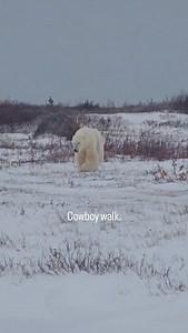 Polar Bear Alley on Reels
