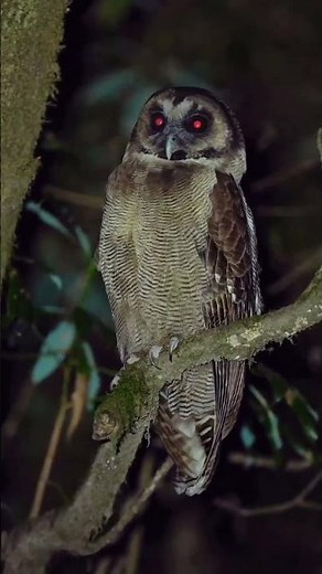 Have you ever seen such an owl?🦉 #scary #horror
