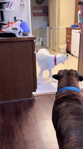 Funny Dog Moments: Hilarious Dog Talks Back