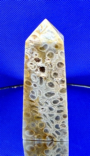 Fossilized Coral Tower - Etsy