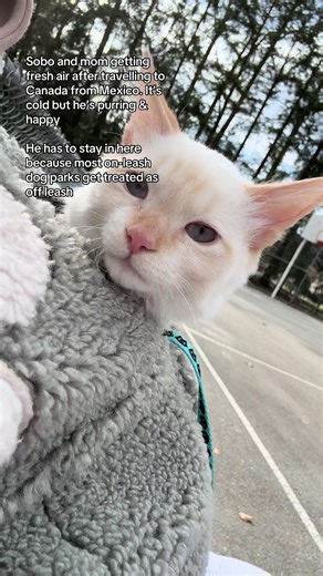 Little Sobo just living in sobo world