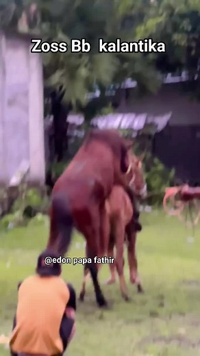 Understanding Horse Breeding Season