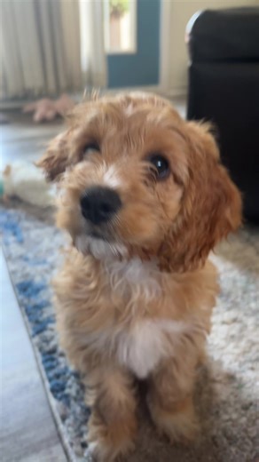 Winnie the cockapoo on TikTok