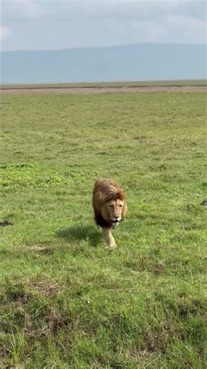 King LK116 a few days ago 🦁📍 Ngorongoro Crater 🇹🇿 📷 tribesmenadventures #lionking #tanzania #leao
